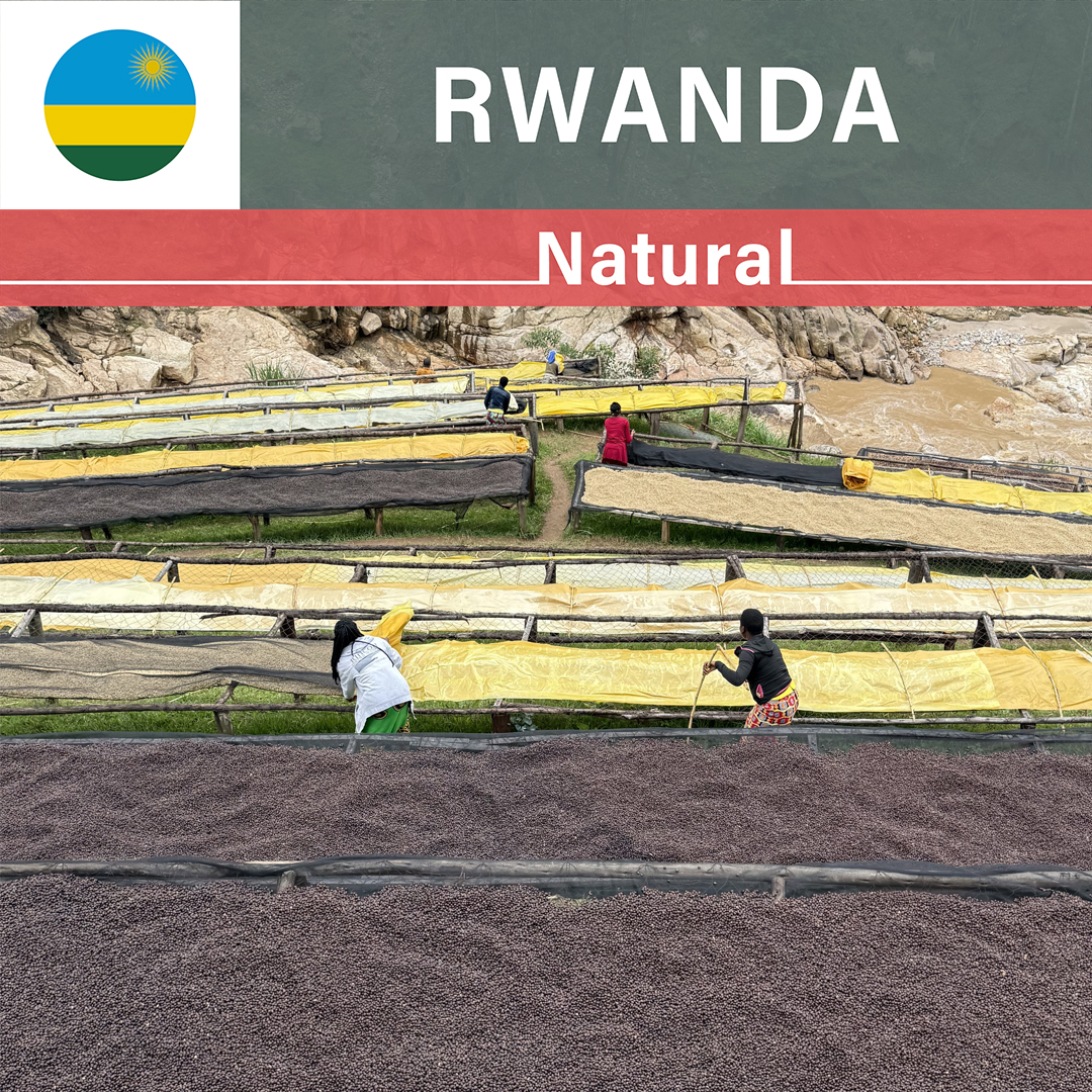 [25%OFF] カット無し、ルワンダ cbj_s117_er Rwanda Shyira Natural(24/25年クロップ) | ORIGIN COUNTRIES